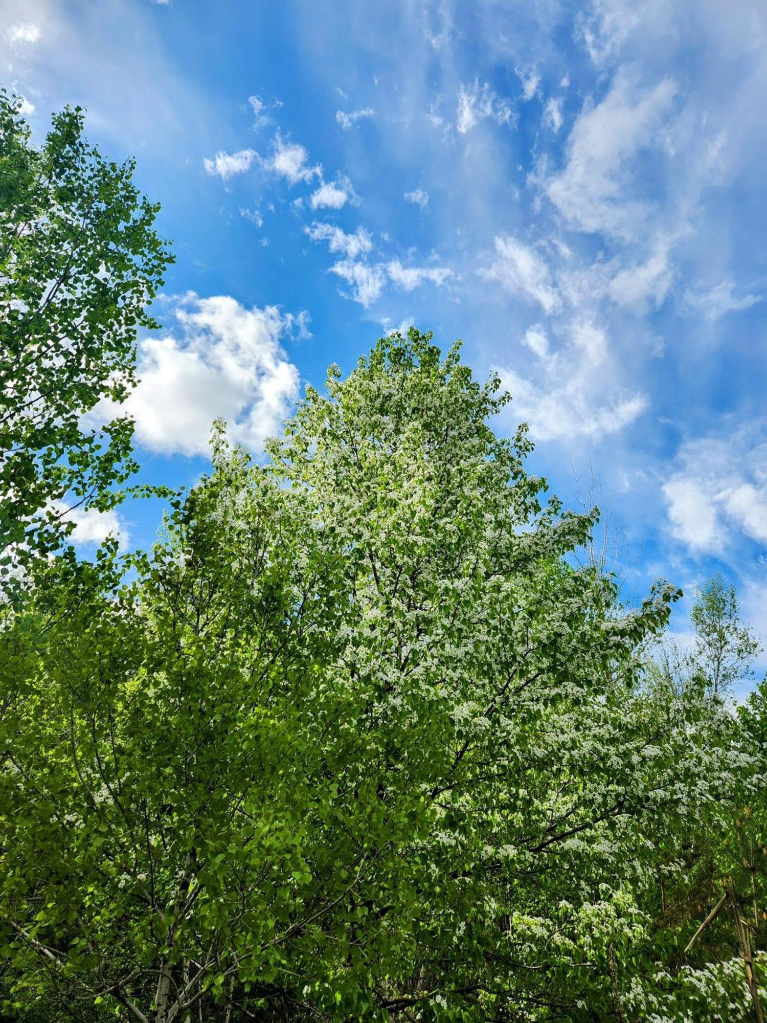 Backyard Bliss In The White Mountains Villa ลินคอล์น ภายนอก รูปภาพ